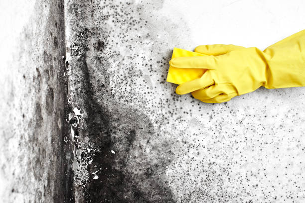 Best Mold Remediation for Specific Building Types in Aptos, CA