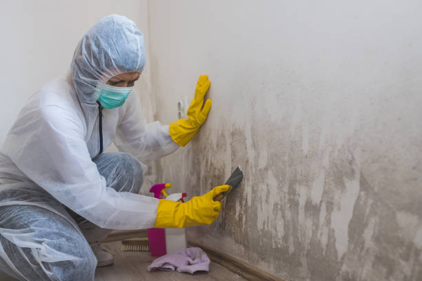 Best Residential Mold Remediation in Aptos, CA