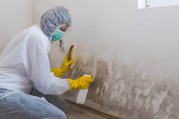 Best Post-Flood Mold Remediation in Aptos, CA