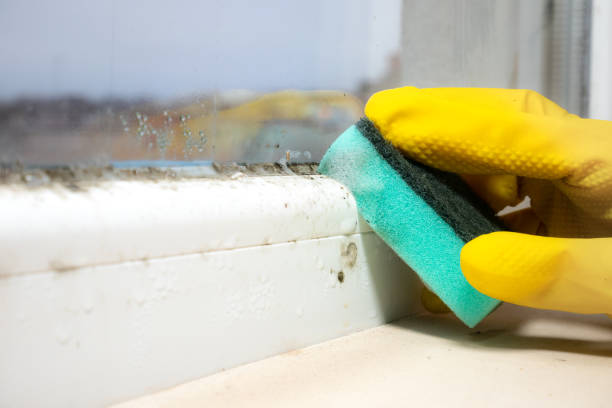 Best Emergency Mold Remediation in Aptos, CA