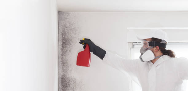 Best Attic Mold Remediation in Aptos, CA