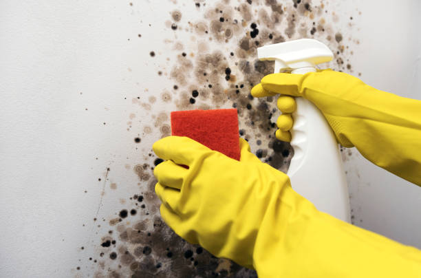 Best Commercial Mold Remediation in Aptos, CA