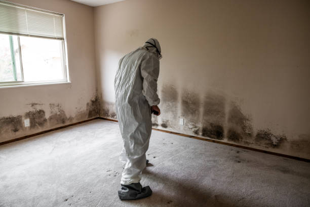 Best Basement Mold Remediation in Aptos, CA